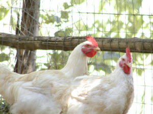le galline bianche della fattoria di villapiana